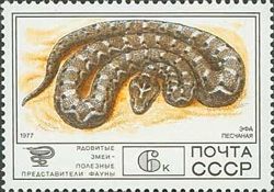 Saw-scaled Viper (Echis carinatus)