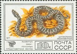 Siberian Pit Viper (Gloydius halys)