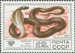 Central Asian Cobra (Naja naja)