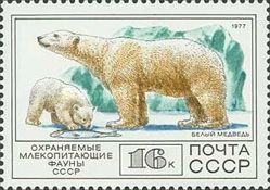 Polar Bear (Ursus maritimus)