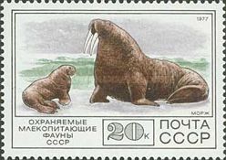 Walrus (Odobenus rosmarus)
