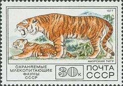 Amur Tiger (Panthera tigris altaica)