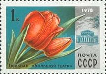 Tulip "Bolshoi Theatre"