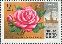 Rose "Moscow morning"