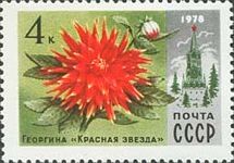 Dahlia "Red Star"
