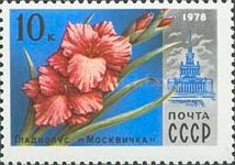 Gladiolus "Moscovite"