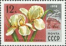 Iris "For Jubilee of Ilyich"