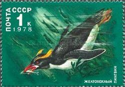 Macaroni Penguin (Eudyptes chrysolophus)