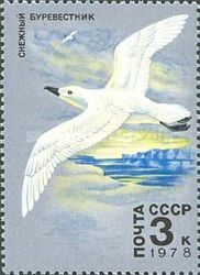 Snow Petrel (Pagodroma nivea)