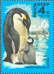 Emperor Penguin (Aptenodytes forsteri)