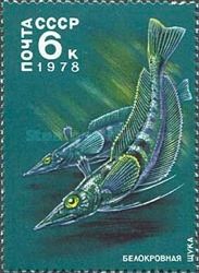 Mackerel Icefish (Champsocephalus gunnari)