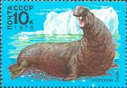 Southern Elephant-seal (Mirounga leonina)