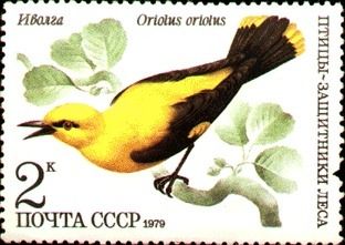Golden Oriole (Oriolus oriolus)