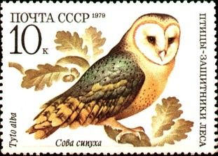 Barn Owl (Tyto alba)