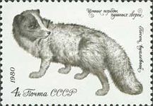 Arctic Fox (Alopex lagopus)