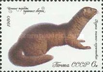 European Mink (Lutreola lutreola)
