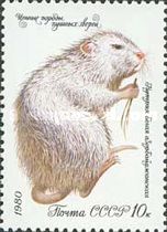 Coypu (Myocastor coypus)