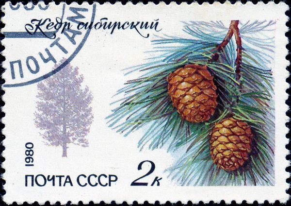 Siberian Cedar (Pinus sibirica)