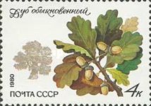 Pedunculate Oak (Quercus robur)
