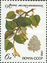 Small-leaved Lime (Tilia cordata)