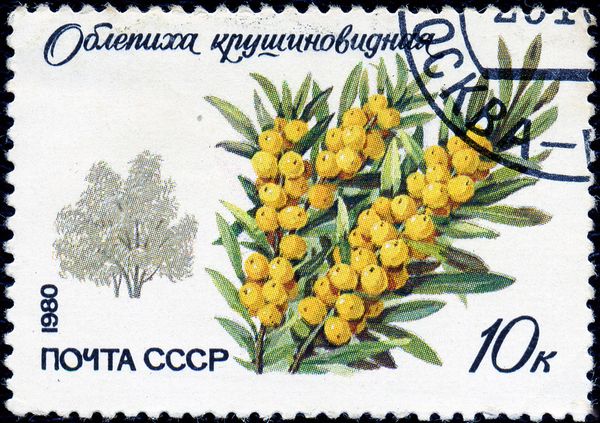 Sea Buckthorn (Hippophae rhamnoides)