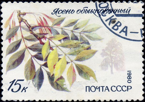 European (common) Ash (Fraxinus excelsior)