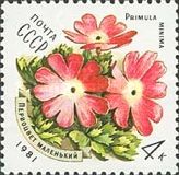 Primula (Primula minima)