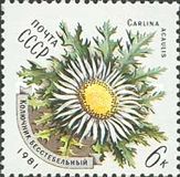 Stemless Carline Thistle (Carlina acaulis)