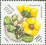 Parageum Montanum (Parageum montanum)