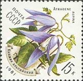 Clematis (Atragene alpina)