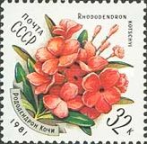 Rhododendron (Rhododendron kotschyi)