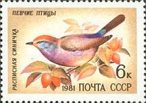 White-browed Tit-warbler (Leptopoecile sophiae)