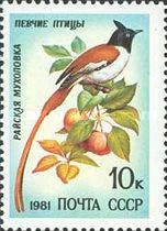 Amur Paradise Flycatcher (Terpsiphone incei)