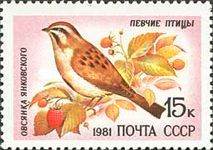 Jankowski's Bunting (Emberiza jankowskii)