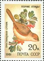 Reed Parrotbill (Paradoxornis heudei)