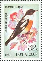 White-throated Bushchat (Saxicola insignis)