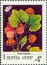 Cloudberry (Rubus chamaemorus)