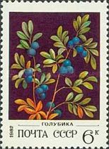 Northern Bilberry (Vaccinium uliginosum)