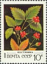 Stone Bramble (Rubus saxatilis)