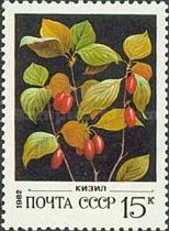 Dogwood (Cornus sp.)
