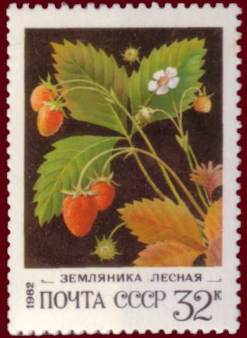 Wild Strawberries (Fragaria vesca)