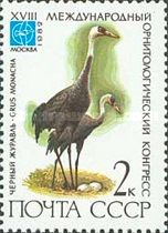 Hooded Crane (Grus monacha)