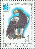 Steller's Sea-eagle (Haliaeetus pelagicus)