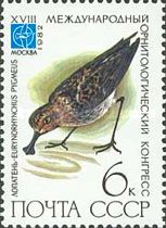 Spoon-billed Sandpiper (Eurynorhynchus pygmeus)