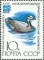 Bar-headed Goose (Anser indicus)