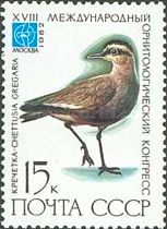 Sociable Plover (Chettusia gregaria)