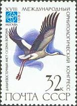 Oriental Stork (Ciconia boyciana)