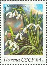 Snowdrops (Galanthus nivalis)