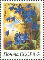 Siberian Squill (Scilla siberica)