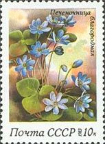 Common Hepatica (Anemone hepatica)